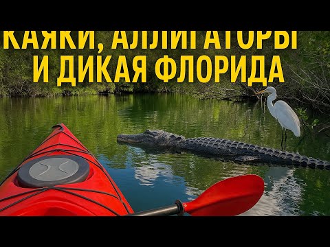 Видео: В поисках ламантинов: каяки, аллигаторы и дикая Флорида