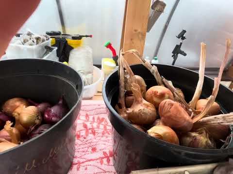 Видео: 5 ноября 2025 г.