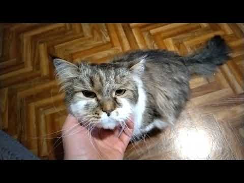 Видео: Сибирский кот Потап. Так, давай чеши!