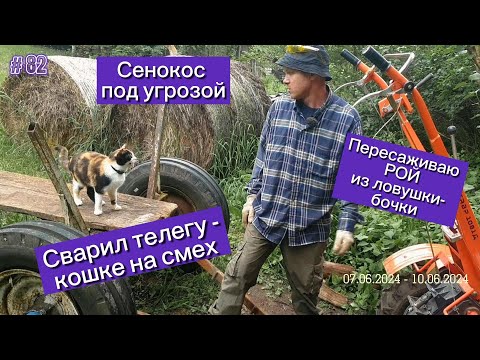 Видео: Сенокос под угрозой. Сварил телегу - кошке на смех. Пересаживаю рой из ловушки - бочки.