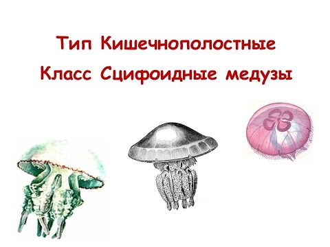 Видео: Тип Кишечнополостные. Класс Сцифоидные медузы.