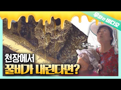 Видео: Представьте себе медоносных пчел, строящих ульи и производящих мед на потолке