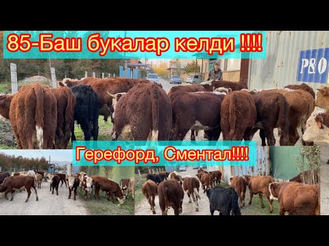 Видео: 85-Баш бука келди!!!☎️0220559966 Герефорд, Сментал,Микимаус,Шаралей букалар