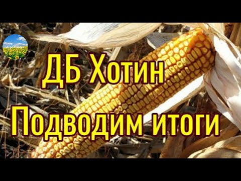 Видео: "ДБ Хотин" кукуруза 2021 Сбор урожая. Подводим итоги.