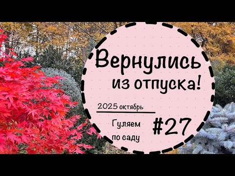 Видео: ☘️Прогулка по саду -27☘️Невероятный октябрь 2025☘️Сад осенью☘️Клён японский☘️Вечнозелёные растения☘️