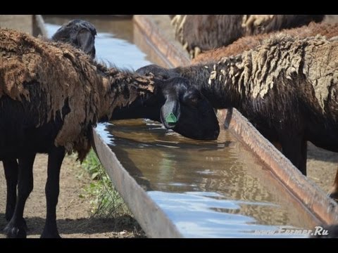 Видео: ООО Волгоград Эдильбай. Поилка для овец