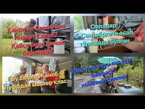 Видео: Германияда Сироб ва унинг турлари. Канди қачон берилади. Бакфаст янги комбинатсиялари. 