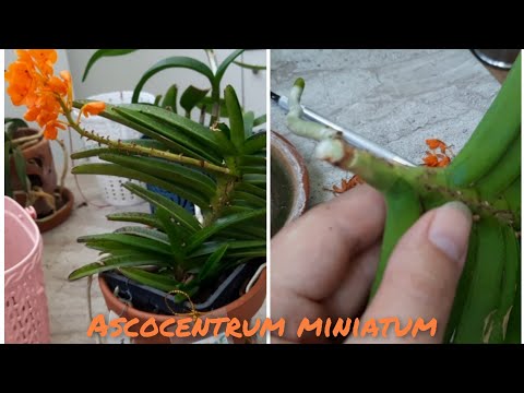 Видео: Ascocentrum miniatum Аскоцентрум миниатум пересадка, чернота на стволе. Пришлось резать