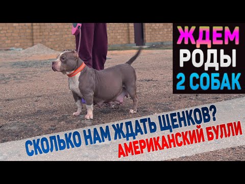 Видео: Две собаки беременны. Ждем роды у Уфо и Лилу !