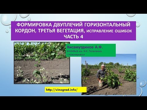 Видео: Двуплечий кордон, третья вегетация, исправление ошибок, ЧАСТЬ 4. Хисамутдинов АФ