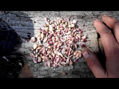 Видео: Воздушная бульбочка чеснока. Готовимся к посеву. Часть 1. 2017г.