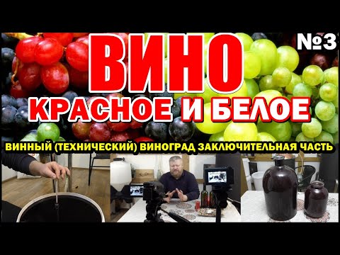 Видео: КРАСНОЕ и БЕЛОЕ ВИНО // В ДОМАШНИХ УСЛОВИЯХ // Технический виноград // Заключительная часть №3