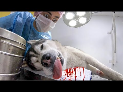 Видео: Хаски в Крови! Спасение Рокки