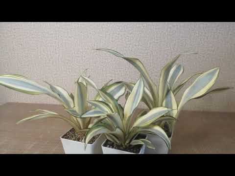 Видео: Мои сансевиерии Сплеш.