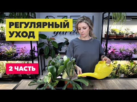 Видео: Регулярный уход за комнатными растениями