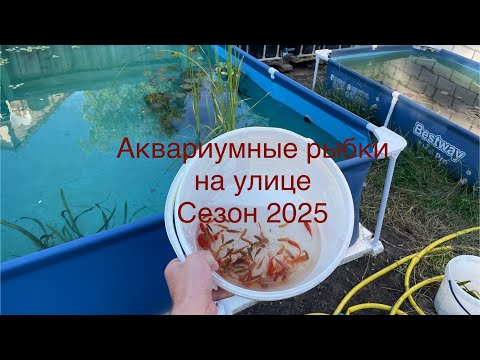 Видео: ЗАПУСТИЛ СОТНИ АКВАРИУМНЫХ РЫБОК И РАКОВ В БАССЕЙНЫ НА УЛИЦЕ. Аквариумы в огороде 2025, 1 часть