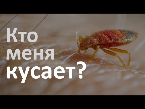 Видео: Определитель укусов: как понять, кто кусает в доме?