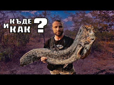 Видео: ВСИЧКО за риболова на СОМ по река.КЪДЕ и КАК ?