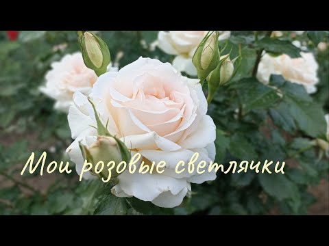 Видео: Розы 🌹цвета сливок и молока! Моя ❤️ сияющая любовь!❤️💛💙❤️