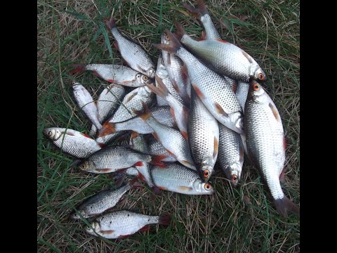 Видео: Рыбалка. Весенняя плотва 2022 в проводку, на поплавочную удочку.