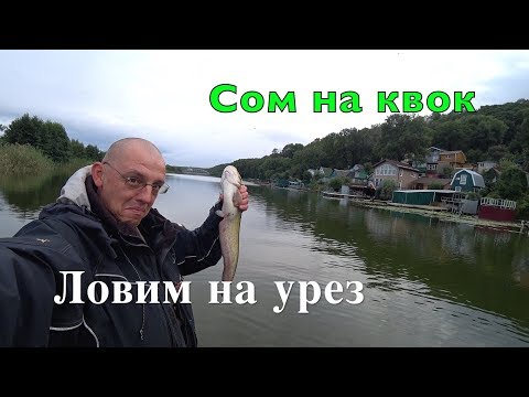 Видео: СОМ НА КВОК. Ловим на УРЕЗ. Первый опыт.