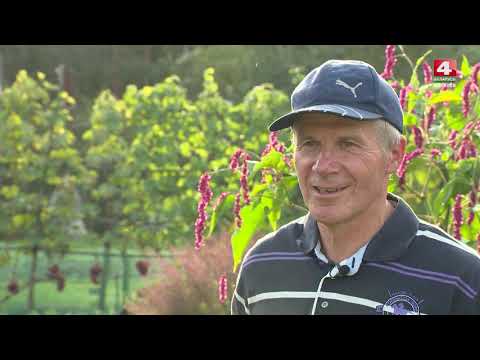 Видео: Виноград для Беларуси [БЕЛАРУСЬ 4| Могилев]