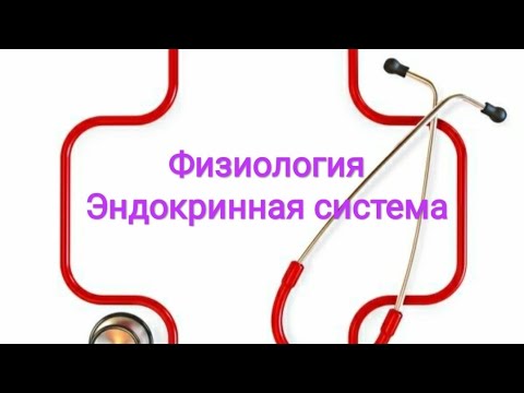 Видео: Физиология эндокрыной функции поджелудочной железы. Инсулин и глюкагон.
