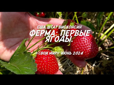 Видео: Ферма: первые ягоды.