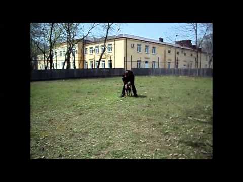 Видео: Возвращение щенка "на место" второй этап