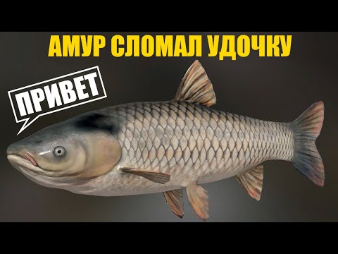 Видео: МАХ НА ОСТРОГЕ: АМУР ЛОМАЕТ УДОЧКИ!!! РР4 Фарм на Старом Остроге
