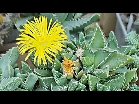 Видео: Пересадка суккулентов: фаукария,  фенестрария, титанопсис,  граптопеталум, эхеверия