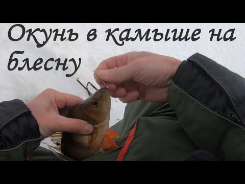 Видео: Как ловить окуня в камыше на зимнюю блесну. Зимняя блесна саукка 30 мм.