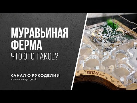 Видео: Муравьиная ферма. Что это и зачем