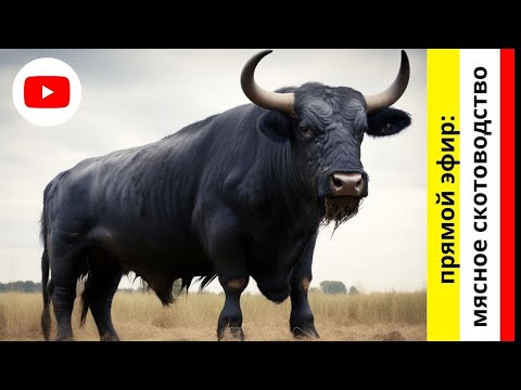 Видео: Мясное скотоводство а так же ответы на вопросы подписчиков