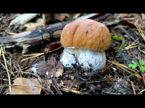 Видео: Трудовые грибы осеннего периода! 22.09.2025