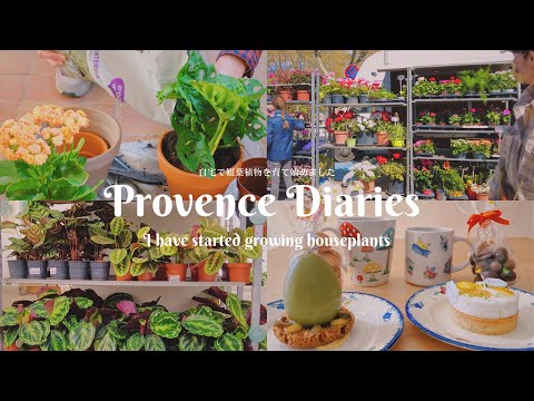 Видео: Дневники Прованса 8 / начало выращивания комнатных растений / рынок / пересадка моего растения