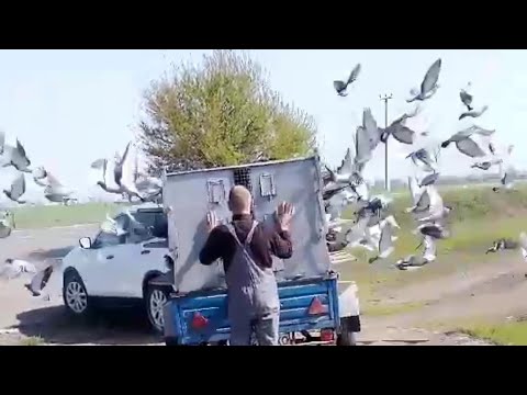 Видео: ПОЧТОВЫЕ ГОЛУБИ. ВТОРАЯ ТРЕНИРОВКА 18.04.2025.