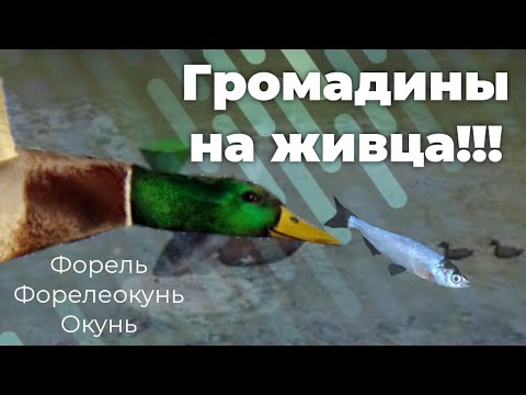 Видео: Куча огромного ФОРЕЛЕОКУНЯ!!! | Ultimate Fishing Simulator | Лейк-Джордж, на живца