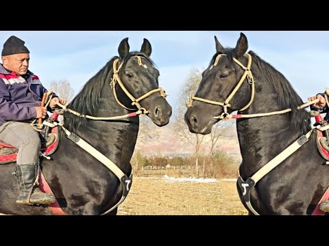 Видео: Кара Хан Шухрат Аажыда🤝