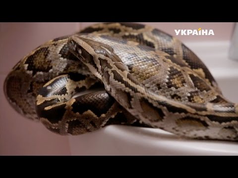 Видео: Змея | Реальная мистика