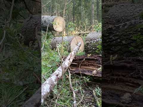 Видео: Где я беру материал для работы.