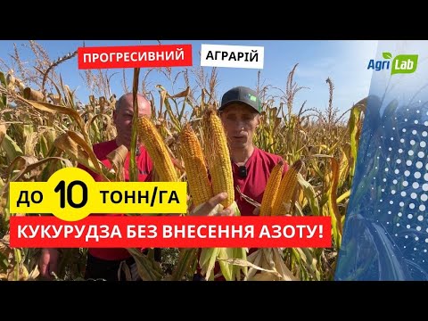 Видео: 🌽 До 10 тонн кукурудзи без внесення азоту? 🌱Що насправді потрібно 🌽кукурудзі на торфяниках?