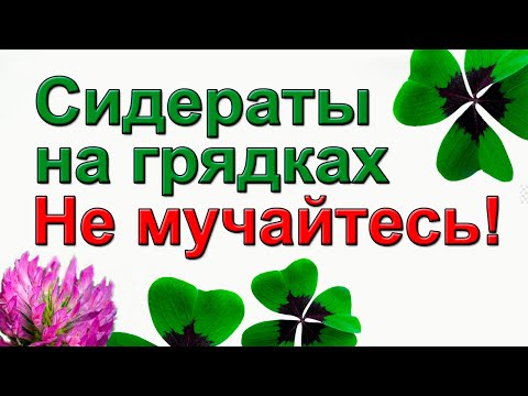 Видео: О СИДЕРАТАХ ПОДРОБНО. КАК СЕЯТЬ И ГДЕ