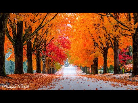 Видео: Прекраснаярасслабляющаямузыка🍁Нежныеосенниемелодии Дляснятиястресса,Глубокогоисцеления Иясногоразума