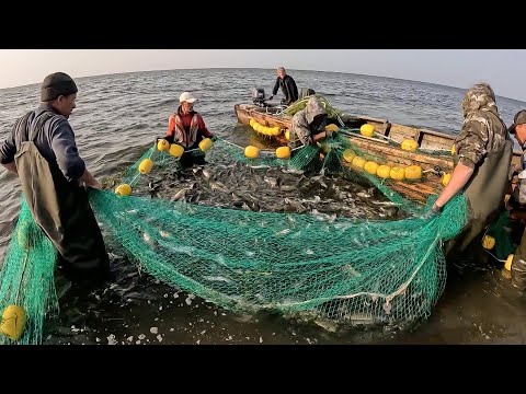 Видео: Ловля горбуши сетями. Промысловая рыбалка на Дальнем Востоке