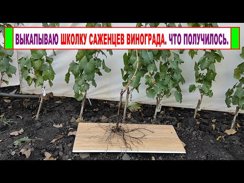 Видео: 🍇 Выкапываю ШКОЛКУ САЖЕНЦЕВ ВИНОГРАДА. Результаты. Как хранить саженцы винограда зимой?