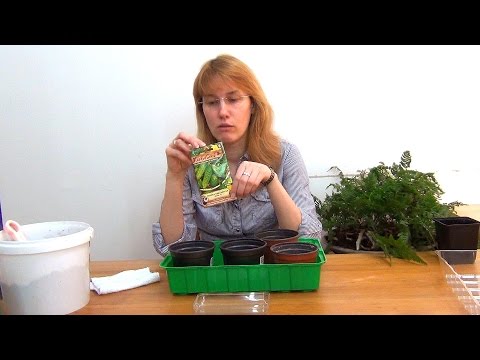 Видео: Огурцы. Рассада. (ч.1)