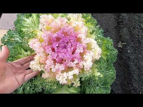 Видео: Декоративная капуста, опыт выращивания.