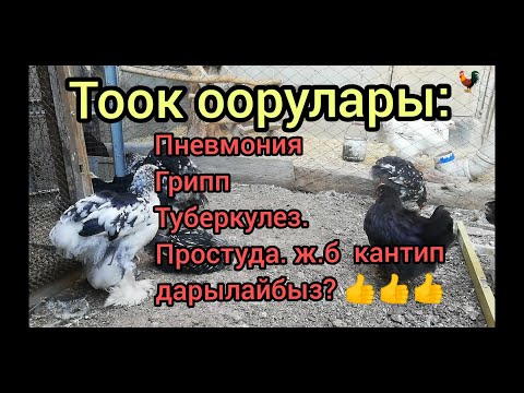 Видео: Тоок оорулары, жана аларды даарылоонун эң жеткиликтүү жолу! Офлоксацин.