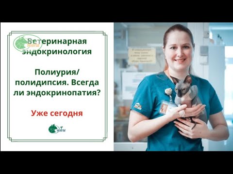 Видео: Полиурия полидипсия.  Всегда ли эндокринопатия? [#YouTube_ветеринарные_курсы)
